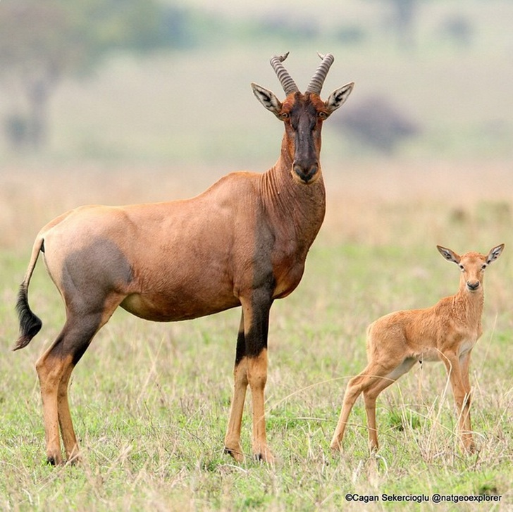Tanzanya Serengeti Antilop