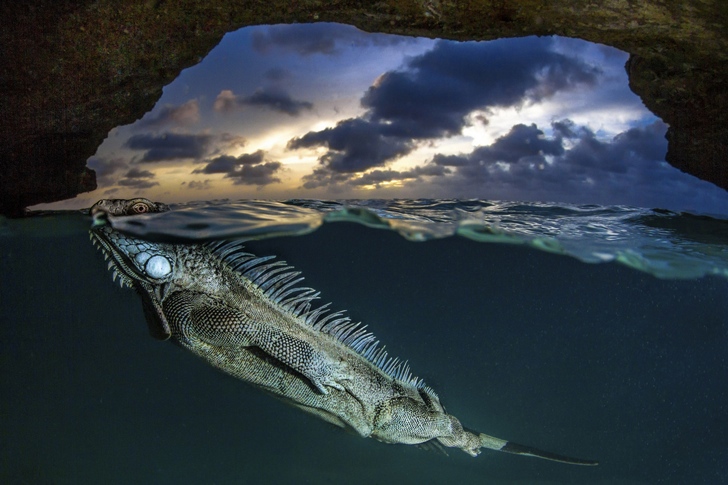 iguana deniz fotoğraf