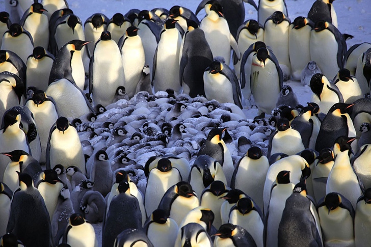 kral penguenler ve yavruları