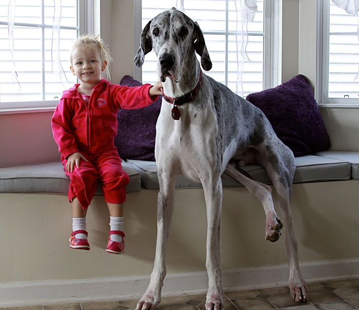 köpekler ve bebekler fotoğraf 
