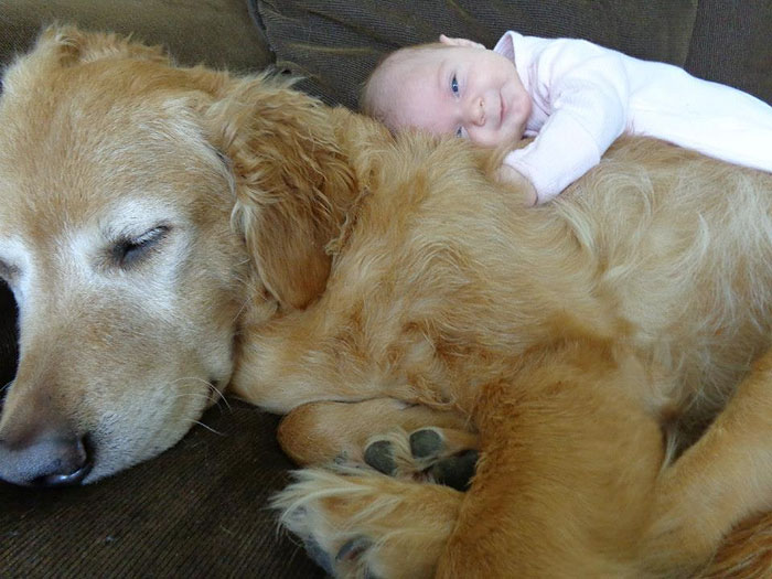 köpekler ve bebekler fotoğraf 