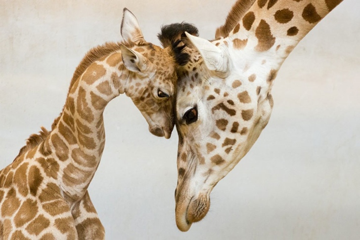 zürafa ve yavrusu