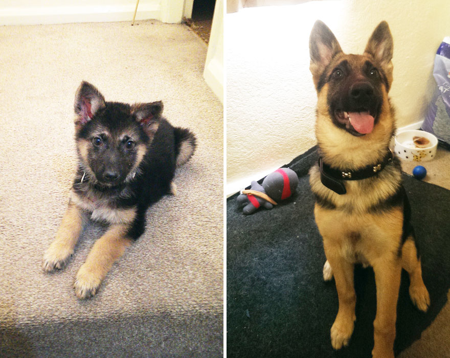 3 ay içinde büyüyen köpek