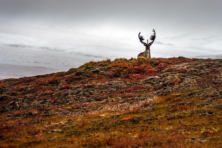 geyik fotoğrafları kutuplar tundra