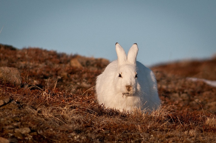 yaban tavşanı kutuplar tundra fotoğrafları