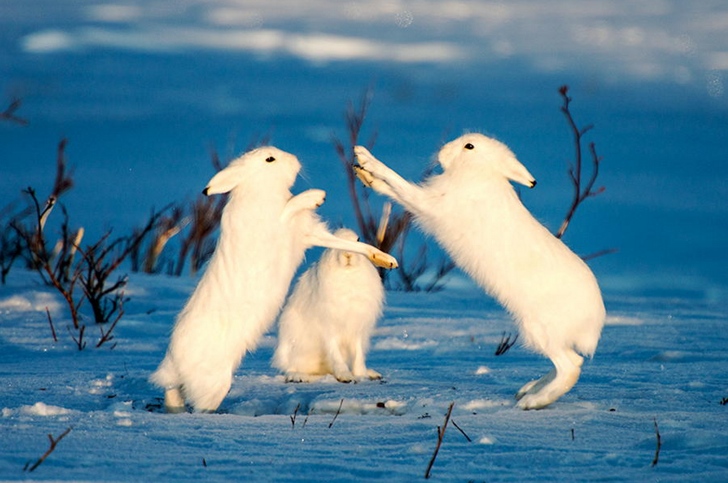 yabani tavşan fotoğrafları kutuplar tundra