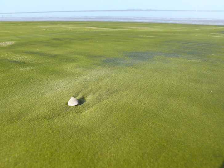 yeşil sahil gourou fransız guyanası