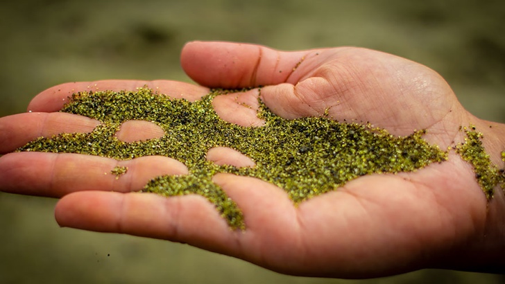 yeşil sahil gourou fransız guyanası