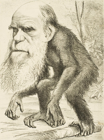 darwin maymun