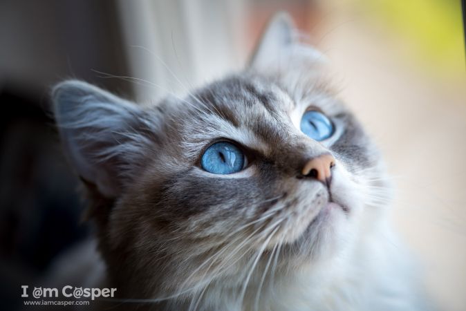 Mavi Gözlü Kedi 2