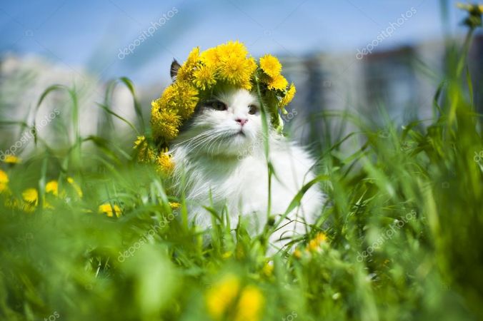 Sarı Çiçek Tacıyla Kedi