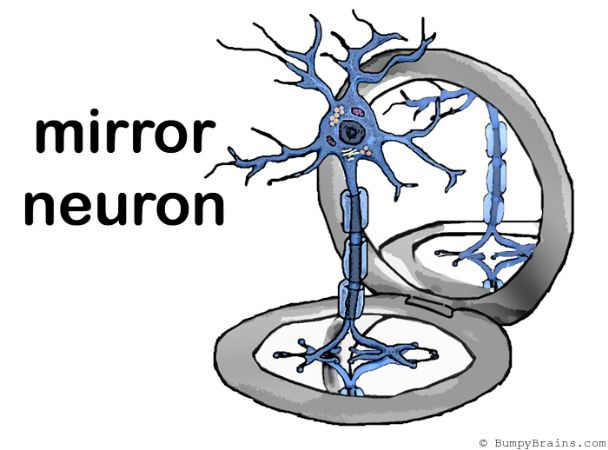 Ayna Nöronlar 5
