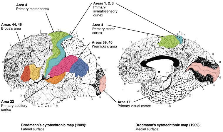 Brodmann Beynin Haritası