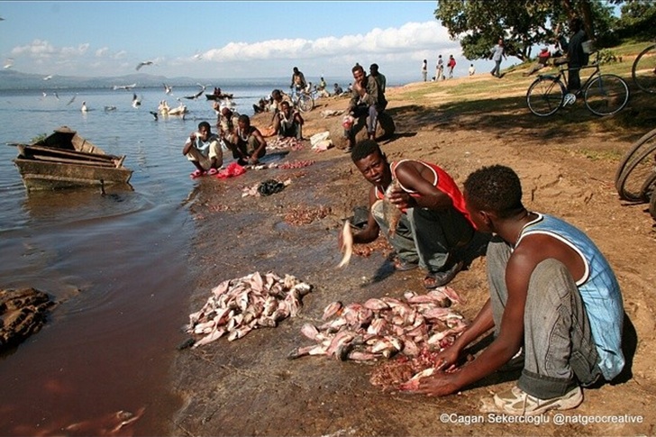 Etiyopya Awassa Gölü Balıkçılar