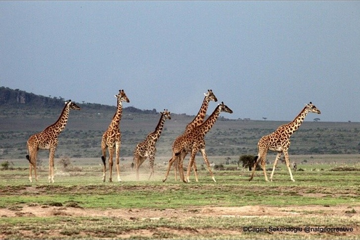 Tanzanya Zürafa Sürüsü