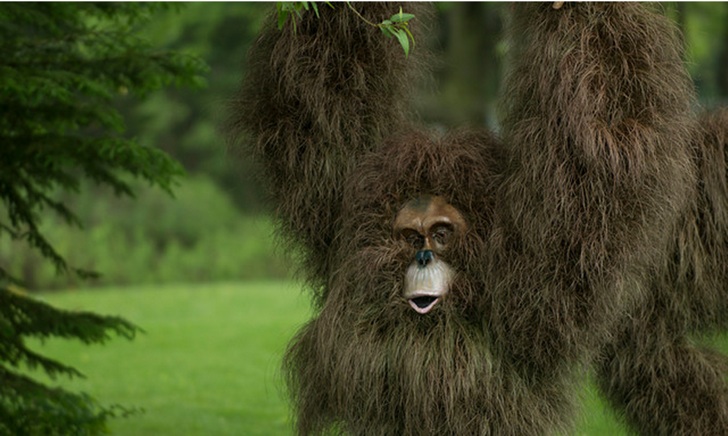 Bitki Budama Orangutan
