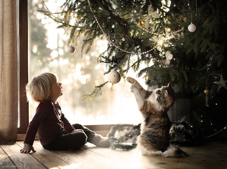 Kedi Çocuk Çam Ağacı Fotoğraf