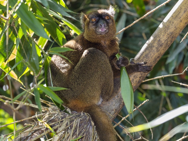 bambu lemuru nesli tükenen hayvanlar