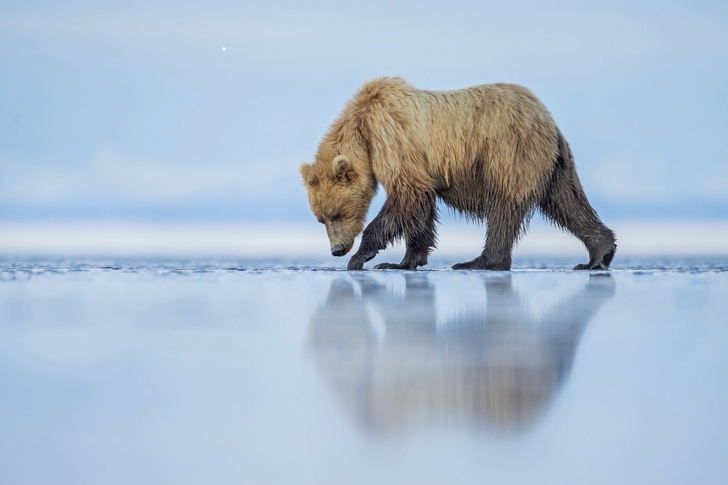 kutup ayısı fotoğraf