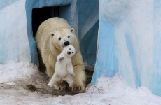 kutup ayısı ve yavrusu