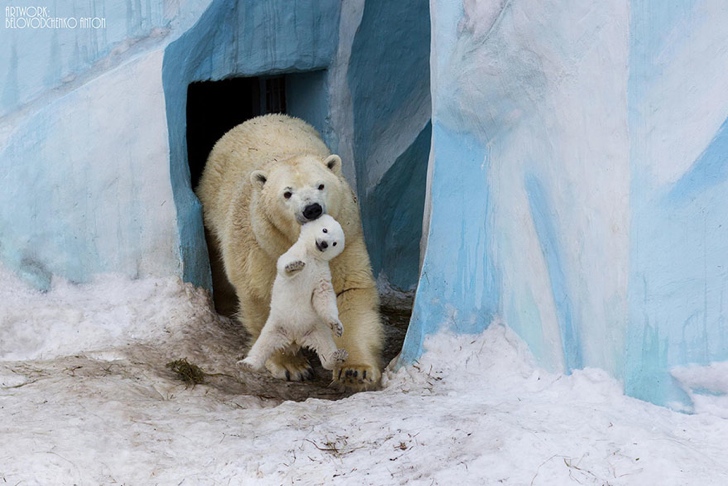 kutup ayısı ve yavrusu