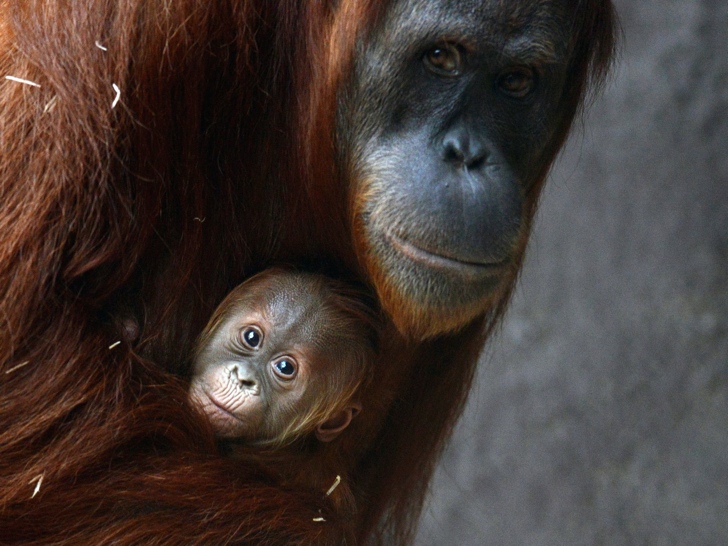 sumatra orangutanı nesli tükenen hayvanlar