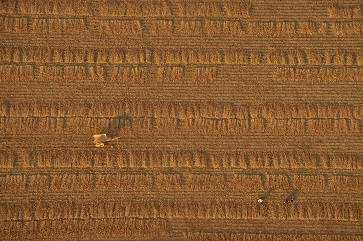 buğday tarlası fotoğraf myanmar