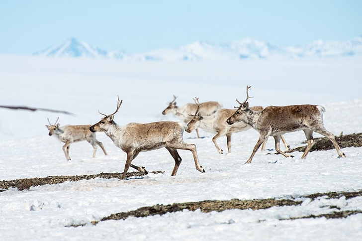 geyikler kutuplar tundra fotoğrafları