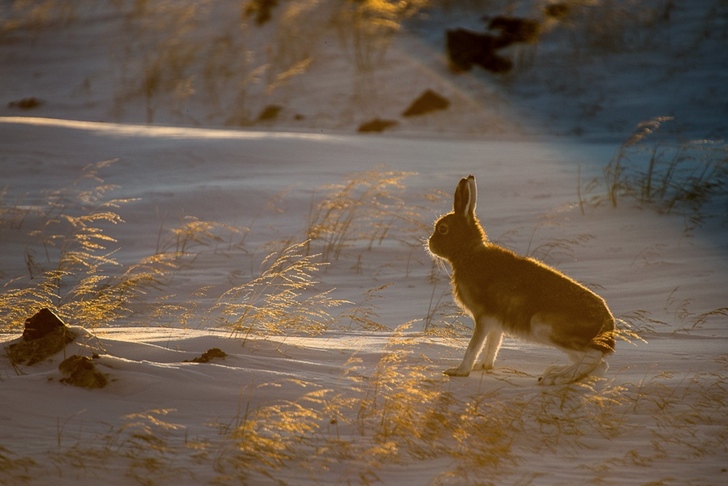 yaban tavşanı kutuplar tundra
