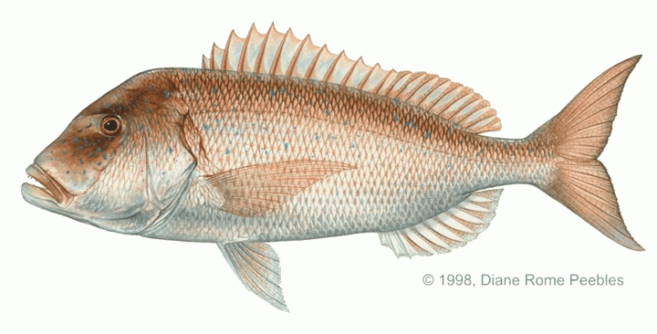 sinarit balığı