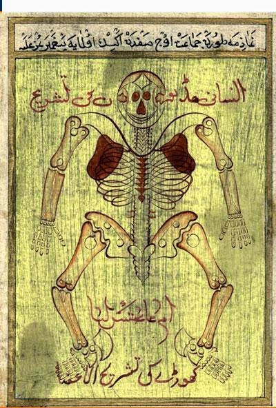 İbn-i Sina’nın çizimiyle insan anatomisi