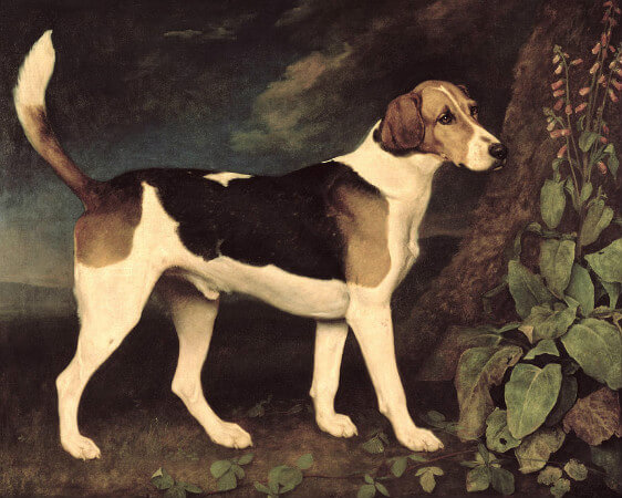 George Stubbs, Ringwood, A Brocklesby Foxhound