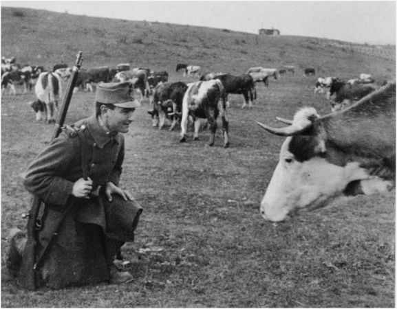 Andre Kertesz, Soldier and Cow, 1917