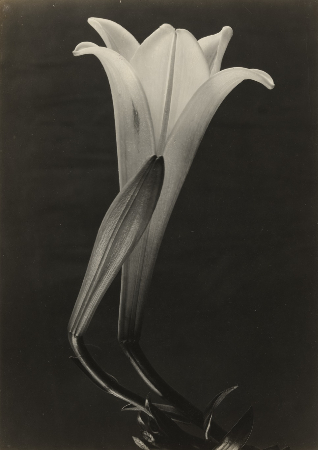 Tina Modotti, Easter Lily And Bud, 1925