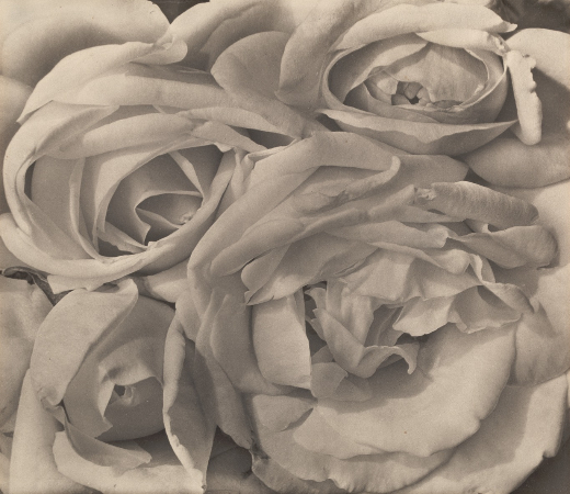 Tina Modotti, Roses, 1924
