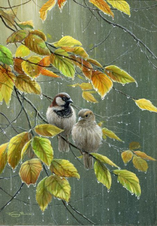 Jeremy Paul, Sparrows In Rain