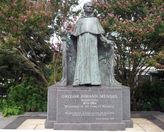 Philadelphia'daki Villanova Üniversitesi kampüsünde, Mendel Bilim Merkezinin hemen girişinde görülen Mendel heykeli, James Peniston'un eseridir
