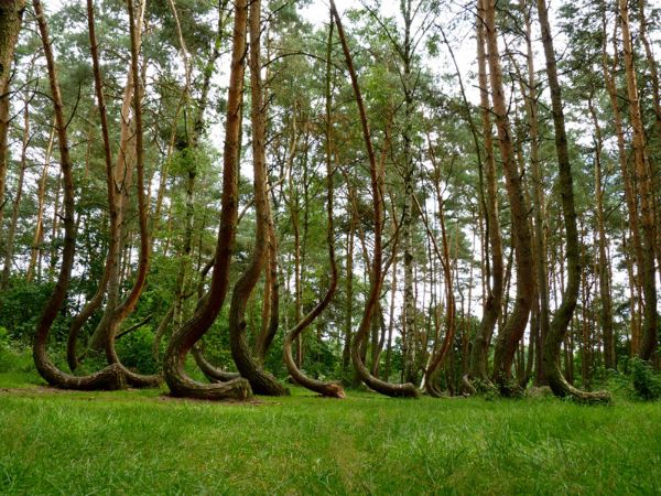 Killian Schoenberger, Polonya'da bulunan Eğri Orman