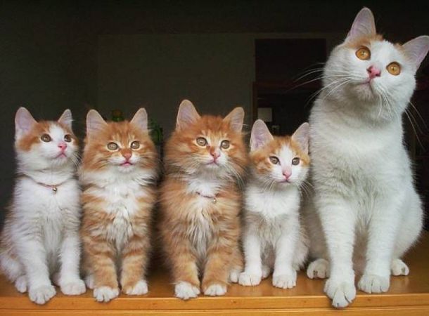 Anne Kedi Ve Yavruları