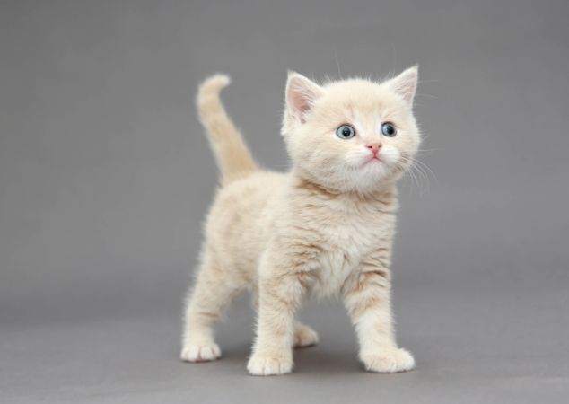 Beyaz Yavru Kedi