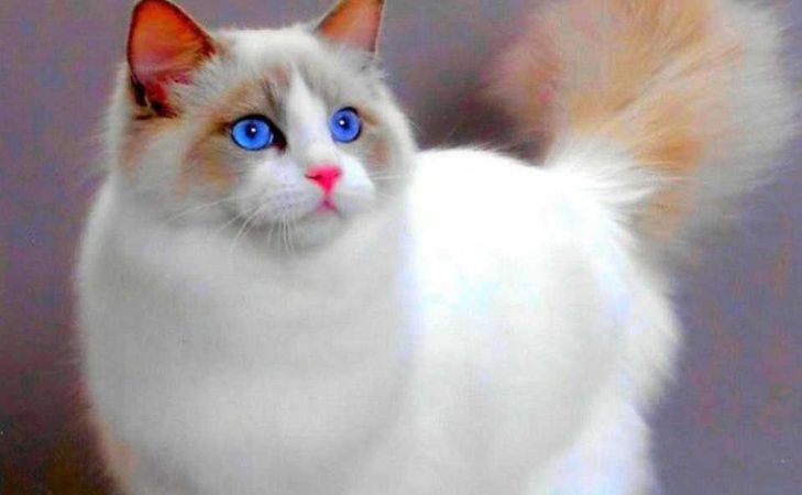 Mavi Gözlü Beyaz Kedi