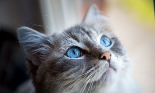 Mavi Gözlü Kedi 2 (1)