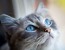 Mavi Gözlü Kedi 2 (1)