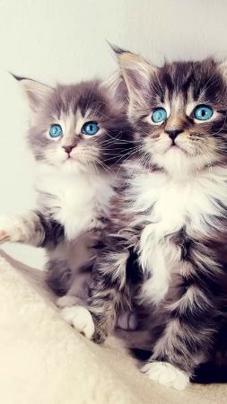 2 Tane Mavi Gözlü Kedi