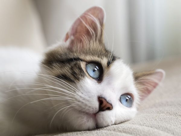 Mavi Gözlü Kedi (1)